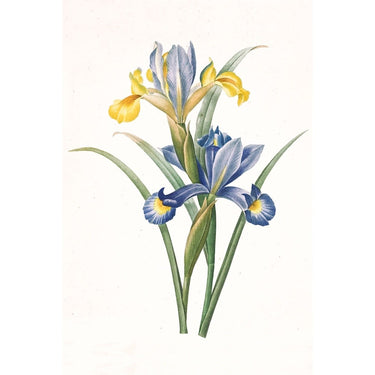Famous Iris canvas